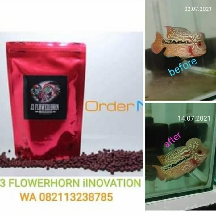 Merri.Mart1 Super Red J3 Flowerhorn ( Pelet Louhan)