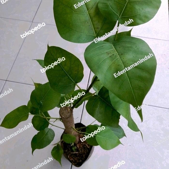 bibit pohon bodhi // bibit bonsai bodhi / bonsai vicus Religiosa Asli Tanaman