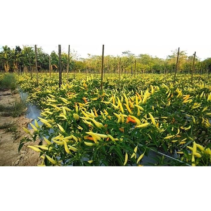 Yready Benih Cabe Rawit Setan Dewata 76 F1 Cap Panah Merah