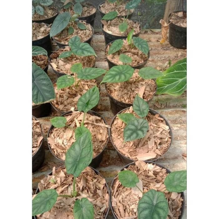 Alocasia Dragon Scale Hijau / Alokasia Scale Hijau