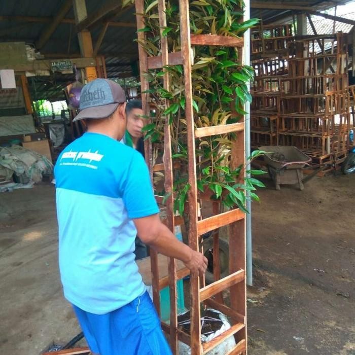 Bibit Buah Durian Bawor Kaki 3 Tinggi 2 meter - Segera Berbuah