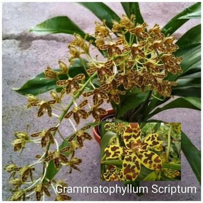 anggrek remaja grammatophyllum scriptum