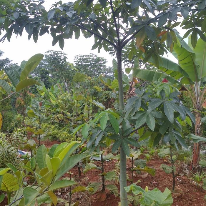 Pohon pacira tinggi 3meter