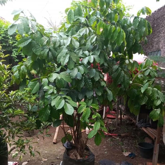 Bibit Pohon Duku Siap Buah/ Pohon Duku pernah berbuah/Bibit Duku