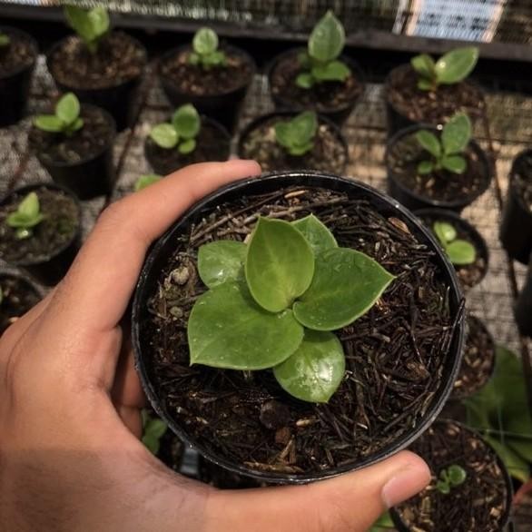 tanaman hias anthurium Anakan Jemani Mangkok Super