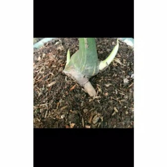 Bonggol monstera variegata king albino