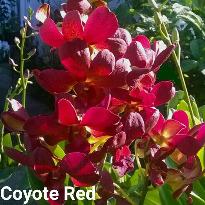 Anggrek Dendrobium ( Coyote Red )