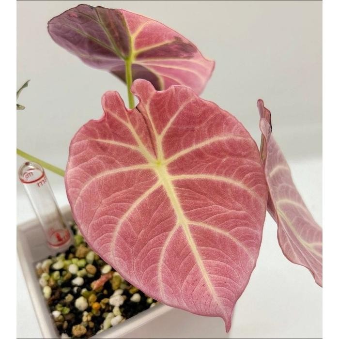 MMH_54 Tanaman Hias Alocasia Black Velvet Varigata / Monstera