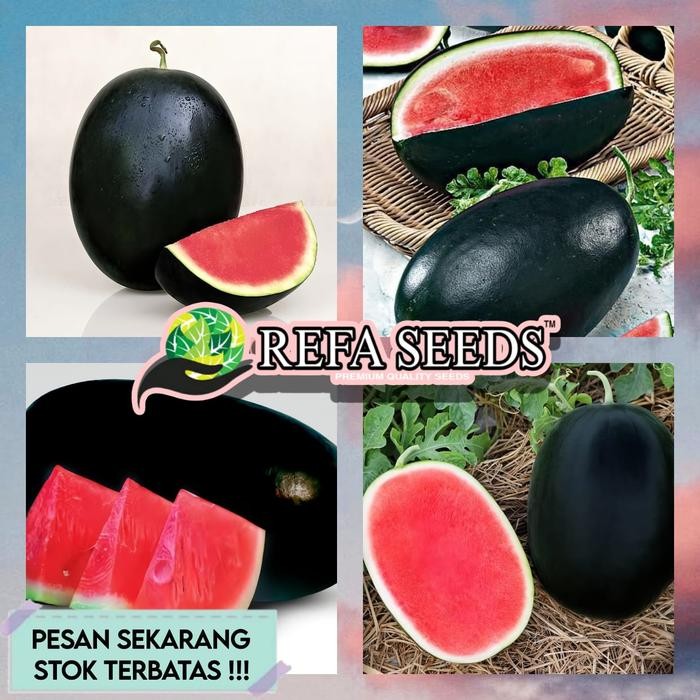 1 Pack (100 Butir) Benih Semangka Inul Jumbo Hibrida Non Biji F1 Kemasan Original