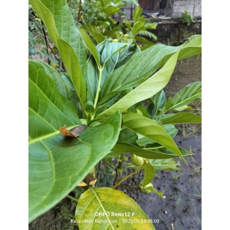 

satu lembar DAUN MENGKUDU MINUMAN HERBAL