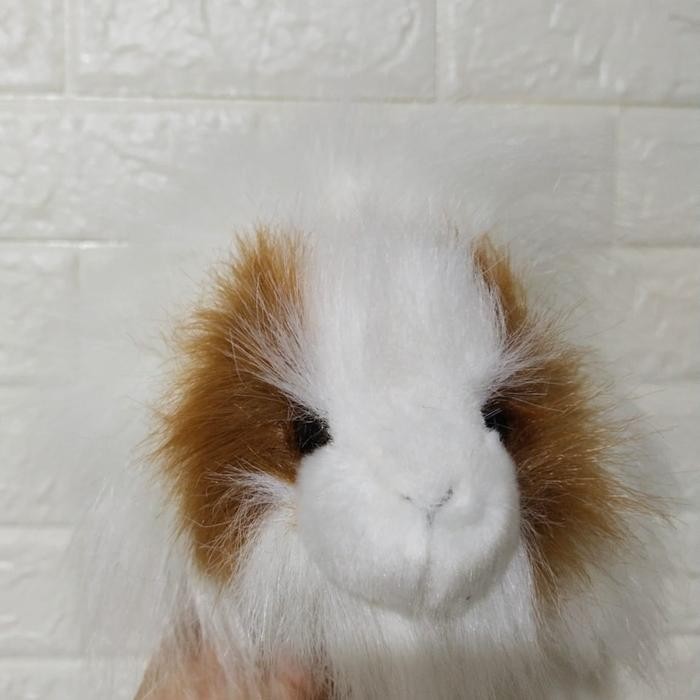Boneka Marmut Abyssinian (Abyssinian Guinea Pig)