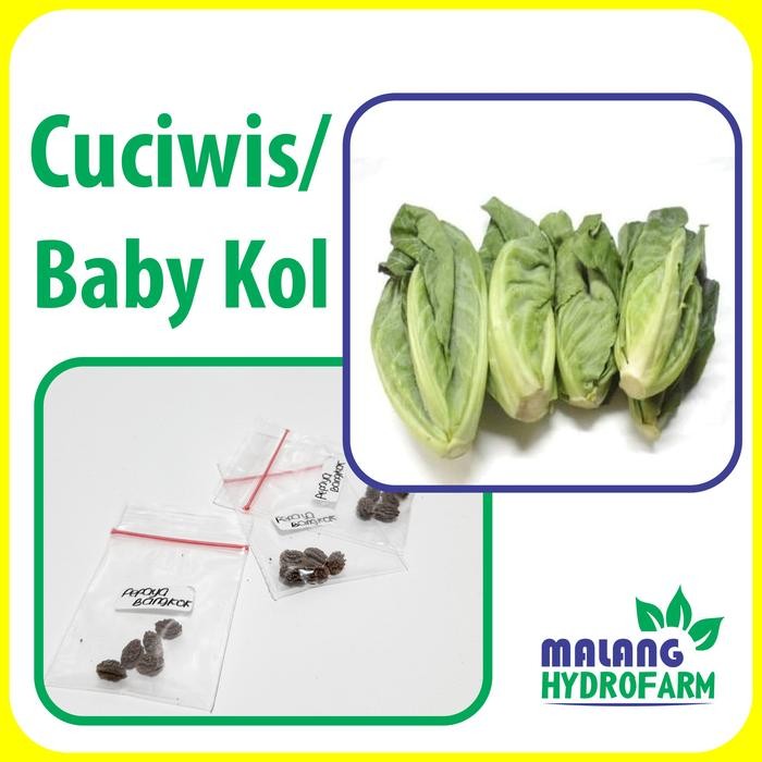 Tn Benih Cuciwis / Baby Kol Unggulan Berkualitas Bayi Biji Bunga Kubis Bibit Hydroponik Hidroponik