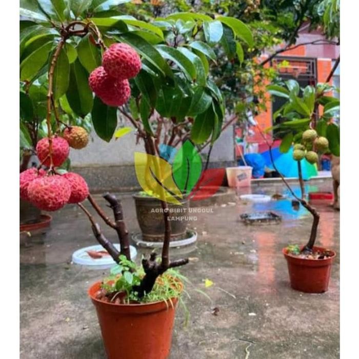 Bibit Leci Merah Madu Asli Tanaman Cangkok Cepat Berbuah Pohon Pasti Diskon
