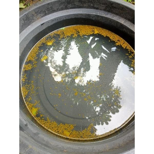 

(Expert) (BERGARANSI) Telur/larva gurame paket 500 butir + 100