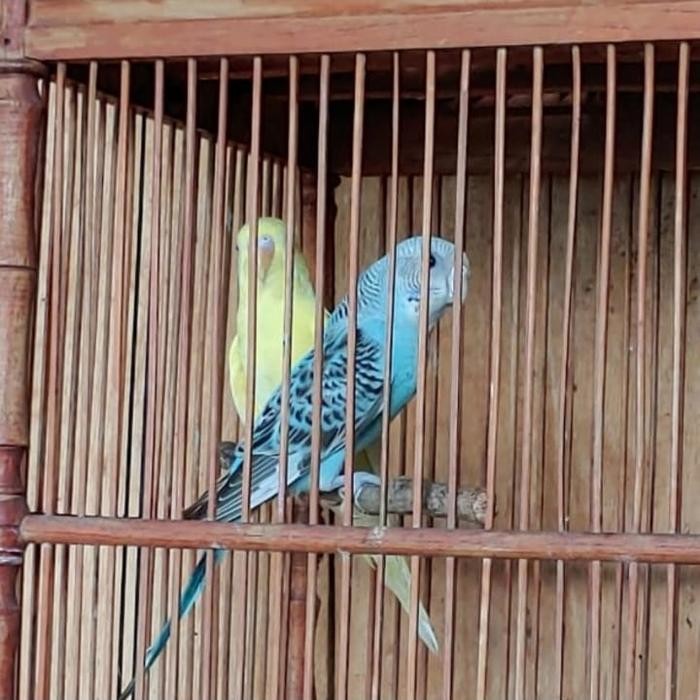 parkit warna sepasang