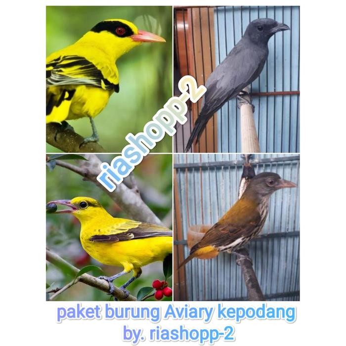 paket burung Aviary kepodang
