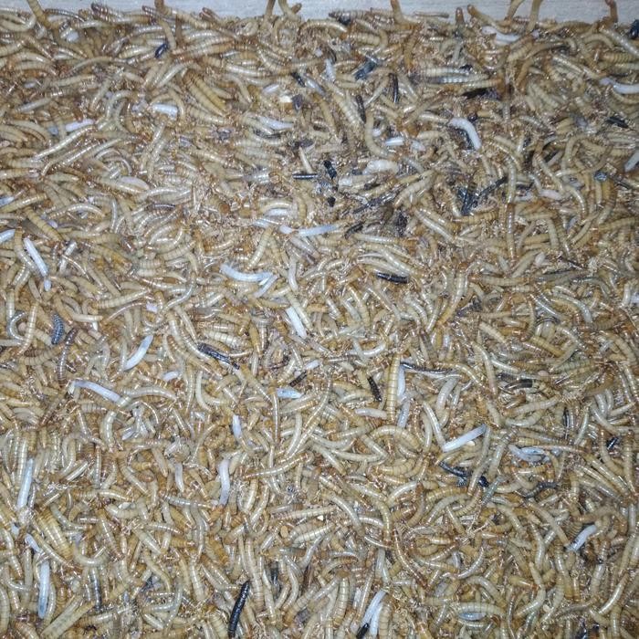 Ulat/Ulet Hongkong 1Kg