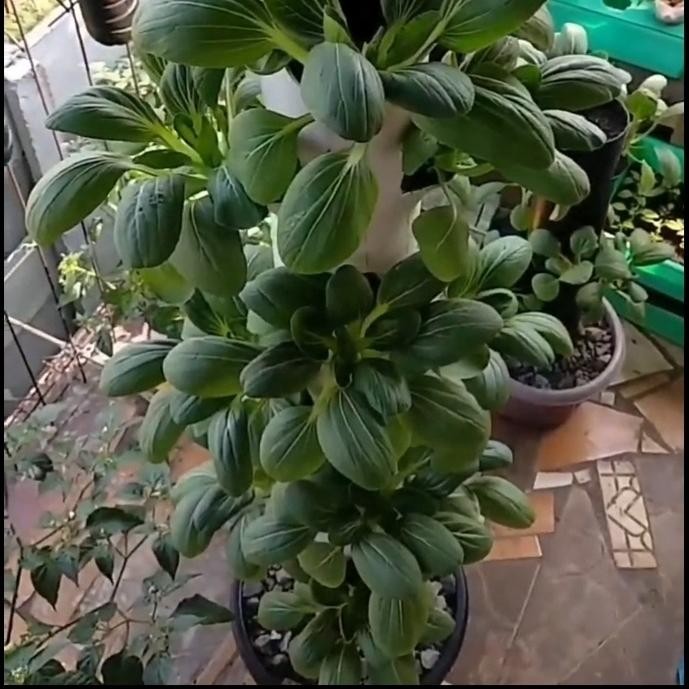 Pipa Hidroponik Vertikal Vertikultur 32 Lubang Tanam Free Netpot Putih