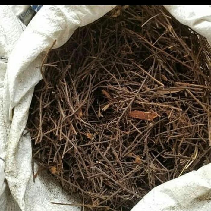 Akar Pakis Halus Karungan