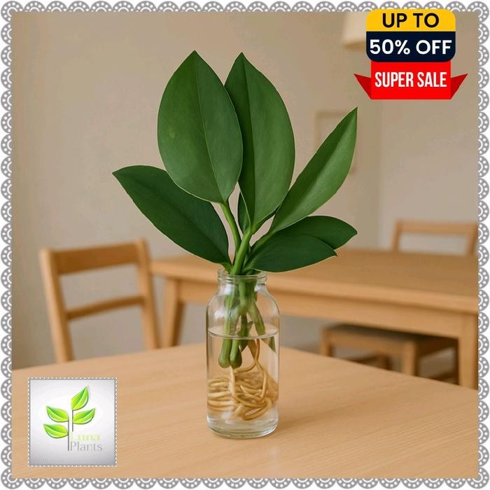 Tanaman media air penghias meja - tanaman media air scindapsus moonlight - tanaman media air include