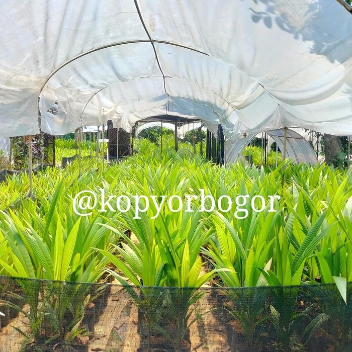 Jual Bibit Kopyor Kultur Jaringan 99% Kopyor Bibit Kopyor Warna Coklat