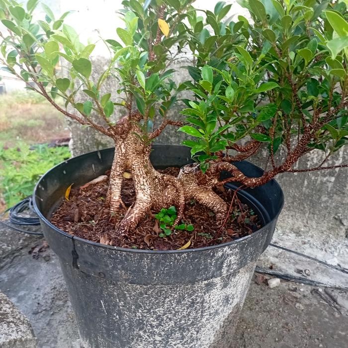 bonsai kimeng beringin, pohon kimeng, tanaman beringin kimeng