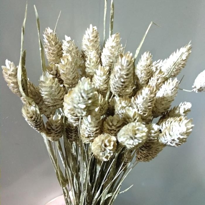 

phalaris bleached offwhite 25 tangkai / bleached white phalaris