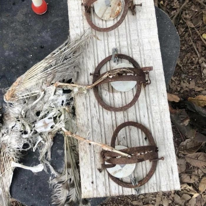 PERANGKAP BURUNG HANTU RUMAH WALET