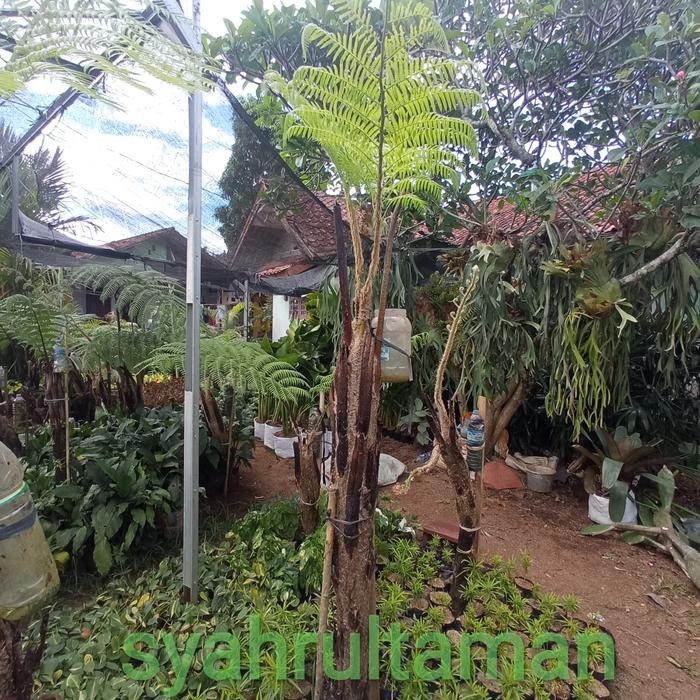 Tanaman Pakis Hutan / Pohon Pakis Bulu Monyet 2 Meter+ Batang Jumbo