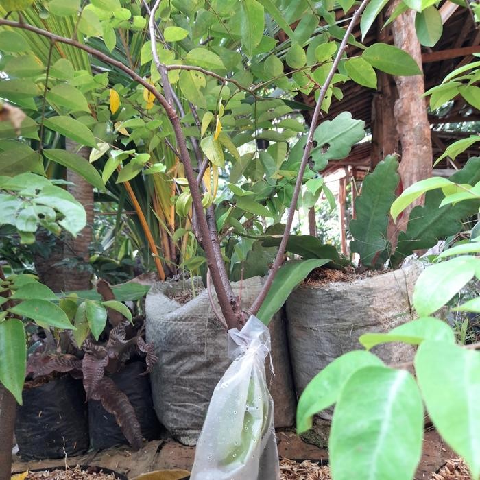 Pohon Buah Blimbing Madu Sudah Berbuah// Bibit Buah Blimbing Bangkok