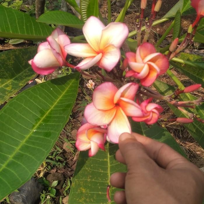 Pohon Kamboja Tri Color Bunga Seperti Gambar Tinggi 180Cm Atau 2 Meter