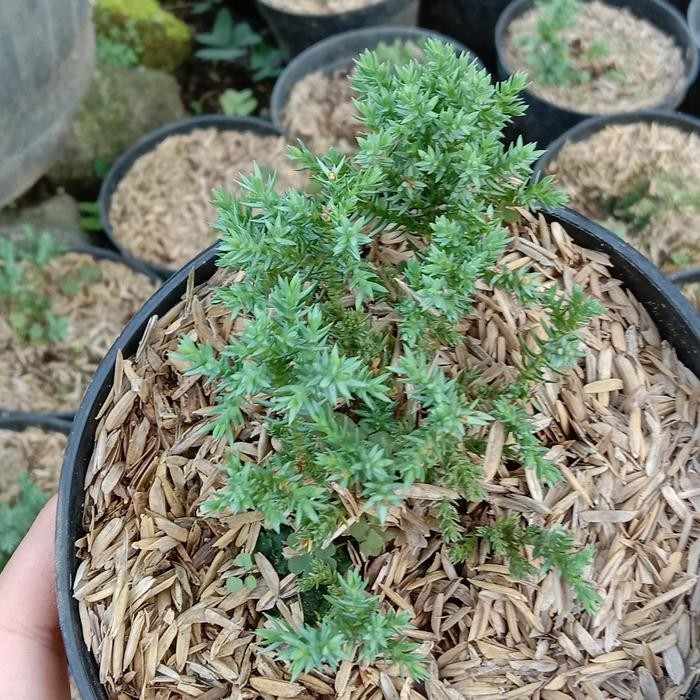 ORIGINAL (Ba) CEMARA DWARF /Juniperus Procumbens Nana . Import . RARE STOCK READY STOCK