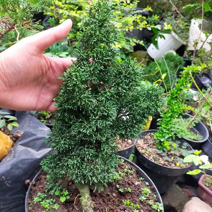 ASLI Bonsai Cemara Sargenti Pingpong READY STOCK