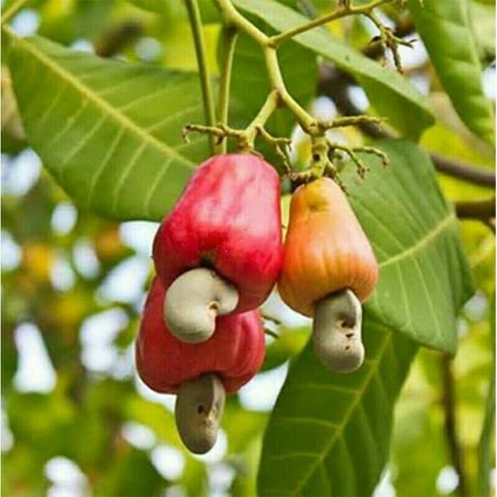 DISKON Taan Pohon Jambu Mete okulasi cepat berbuah READY STOCK