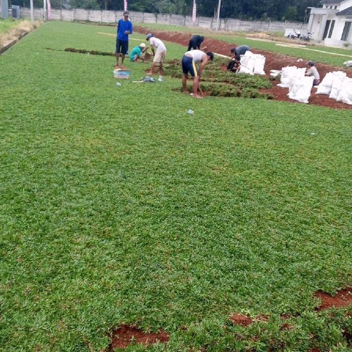 Rumput Gajah Ni Ukuran 200 Meter