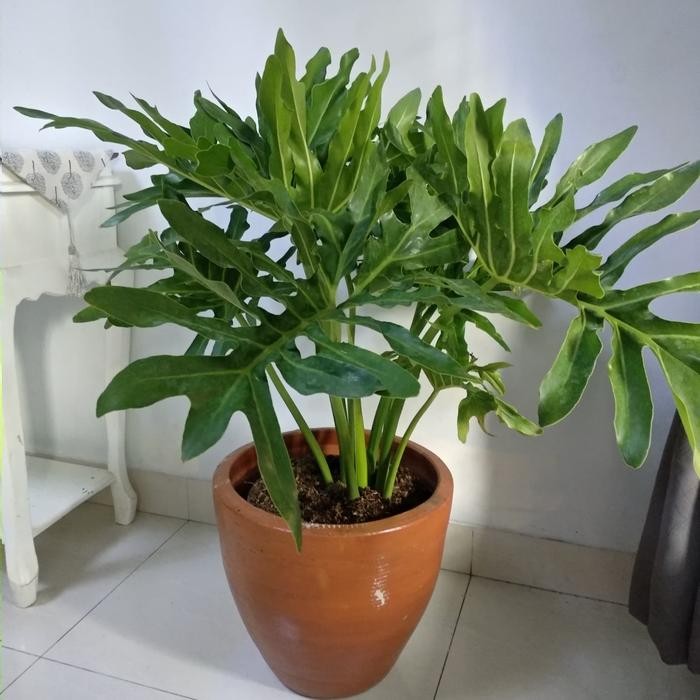 Philodendron Selloum Size Besar/ Philo Selloum / Philodendron Jari