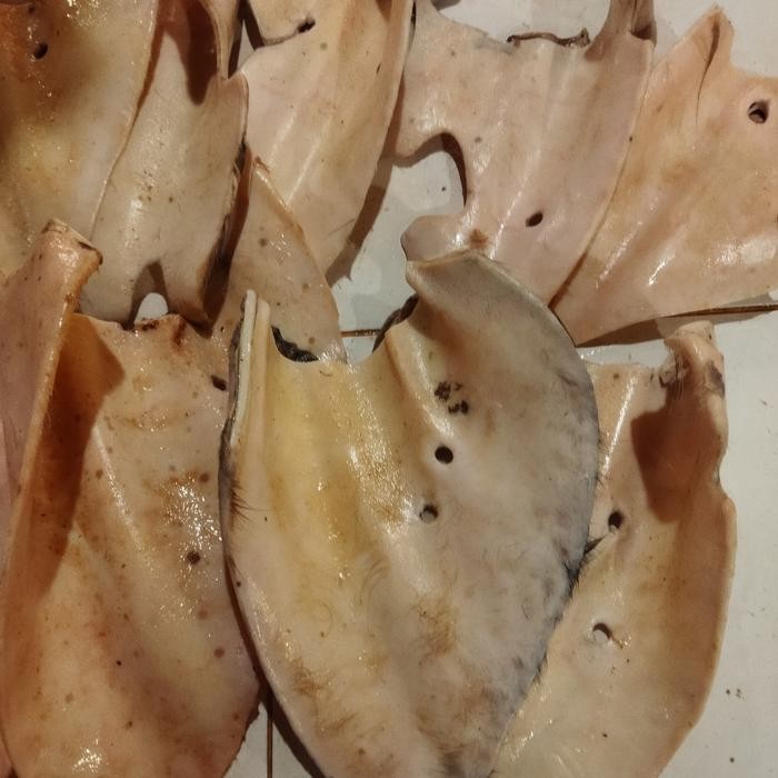 

3YC3 Kuping Sapi Putih / Lepas Bulu