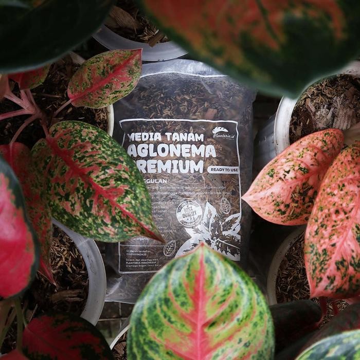 Mode Vintage Media Tanam Aglonema Fermentasi Media Tanam Premium 2,5Kg By Planteria.Id Tanah Tanaman