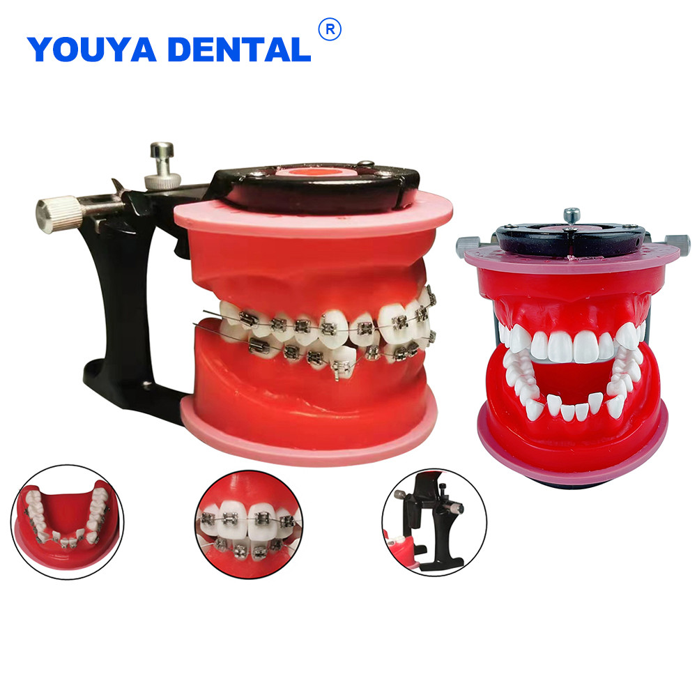 Dental Ortho Bracket Orthodontic Model Typodont Teeth Model For Dental Technician Practice Training 