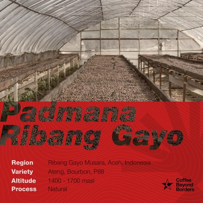 

Arabica Green Beans - Padmana Ribang Gayo Natural