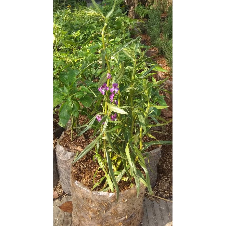 Tanaman lavender/ tanaman pengusir nyamuk