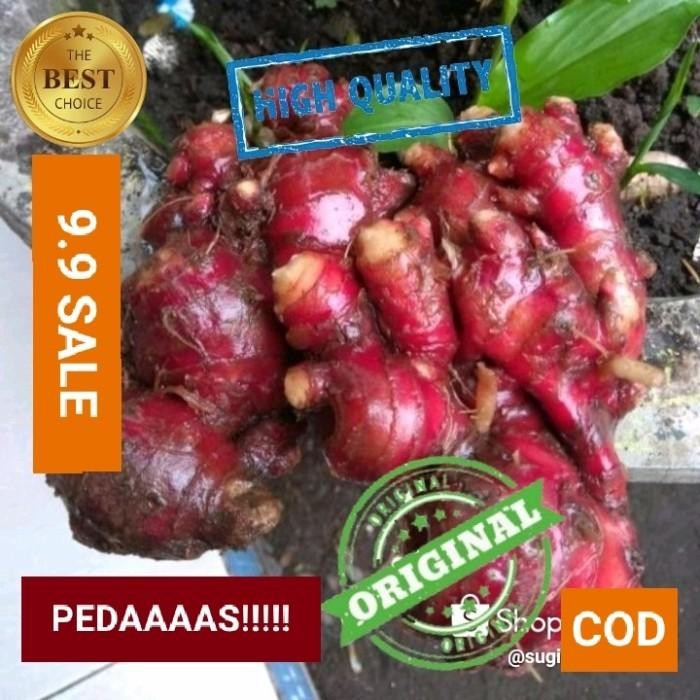 

(Allthebest) JAHE MERAH 1 KG SUPER/JAHE SEGAR/JAHE FRESH/JAHE RIMPANG/JAHE LOKAL