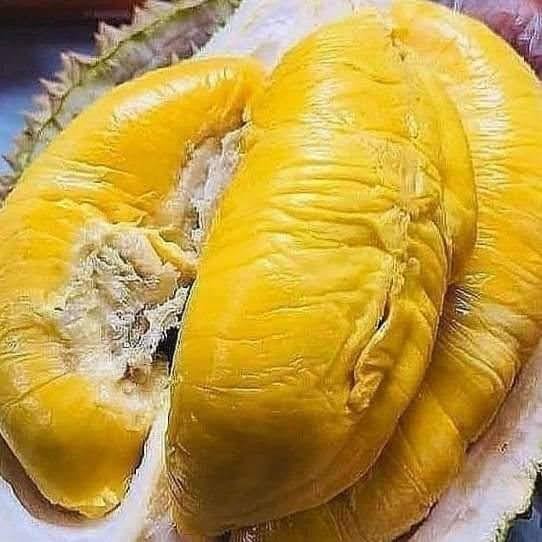 

TERLARIS Durian kuning mas utuh bulat READY STOCK