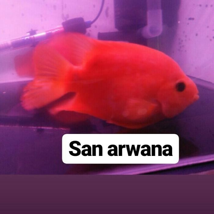 San Arwana Parot Kingkong Red Parrot Tankmate 3 Varian Ukuran Size 8-9Cm 12-13Cm 16-17Cm 4/5 Jarian
