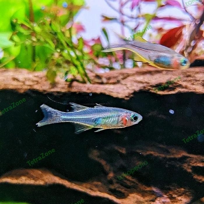 

Ikan rainbow celebes