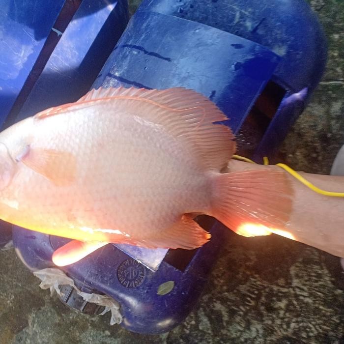 GURAME PADANG 5 JARI