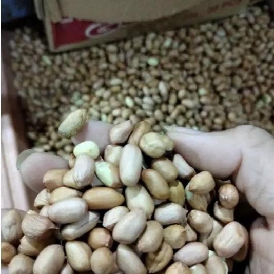 

Kacang Tanah Lokal Jawa / Peanuts / Ground Nuts 250 Gram / 500 Gram / 1 Kg