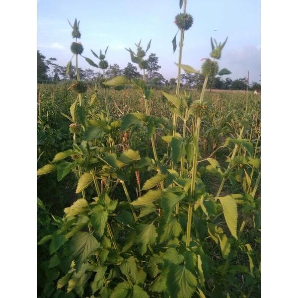 Klip Dagga Leonotis Nepetifolia(Tanaman Ekor Singa) Lordlu 2216Wz