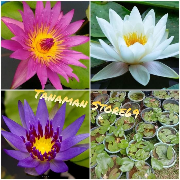 Tanaman bunga teratai air - teratai air