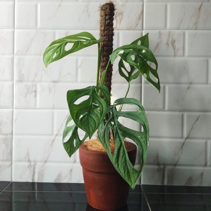 Tanaman Janda bolong+pot+turus